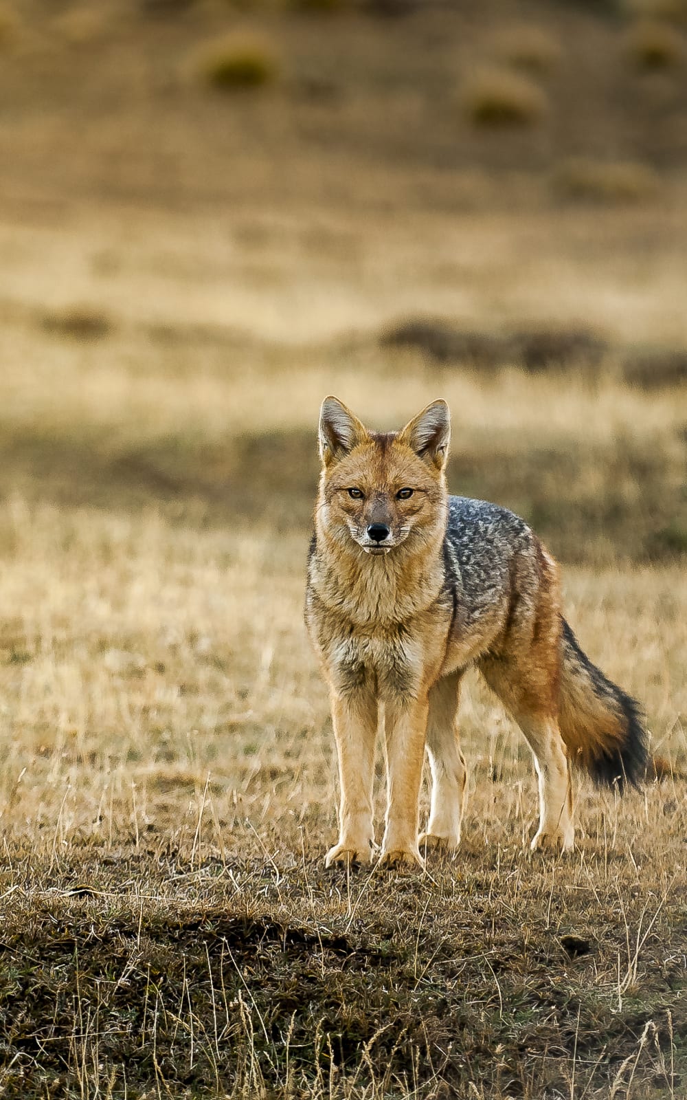Avistaje de fauna patagónica