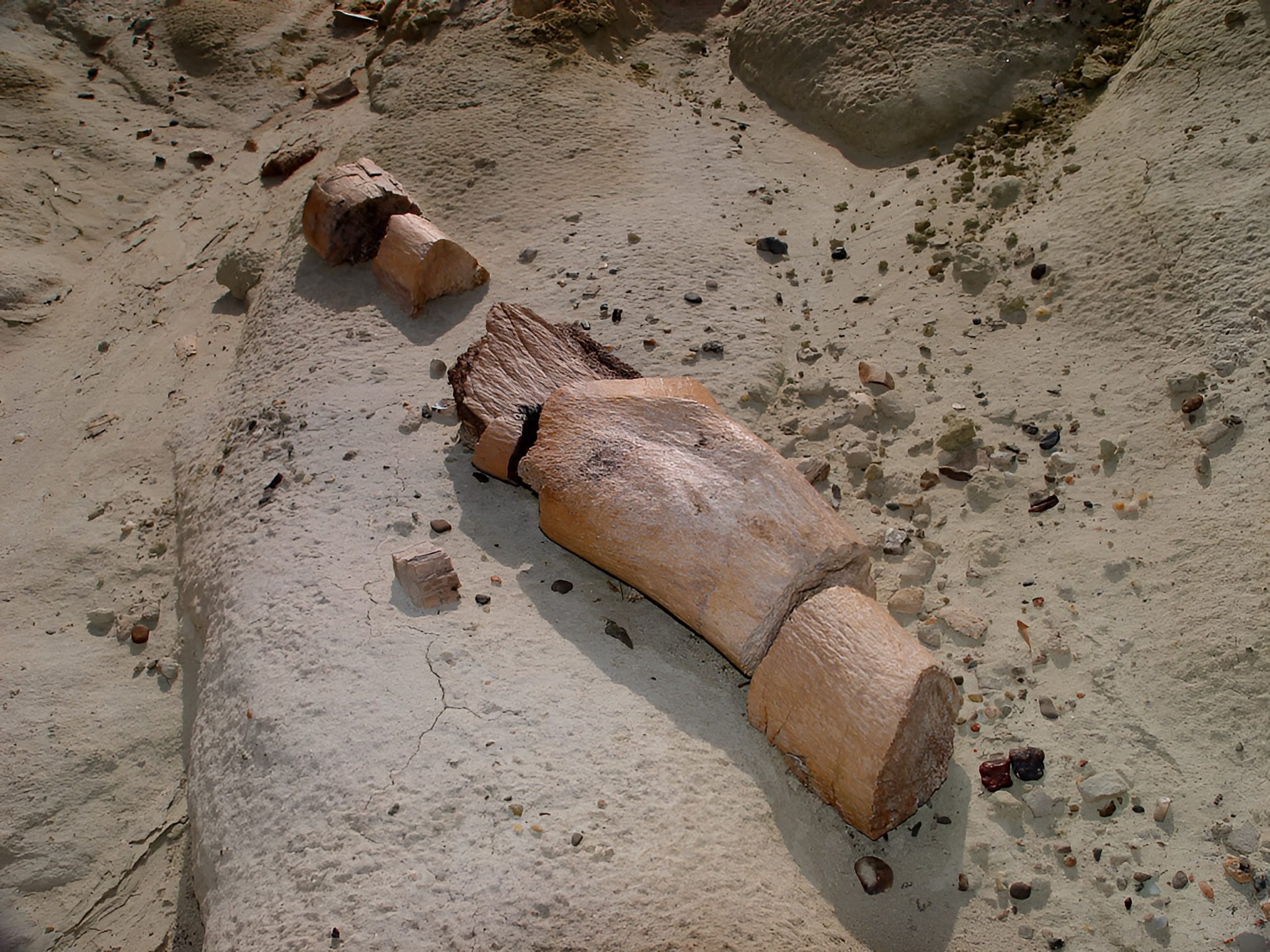 Observación de troncos petrificados y restos de dinosaurios