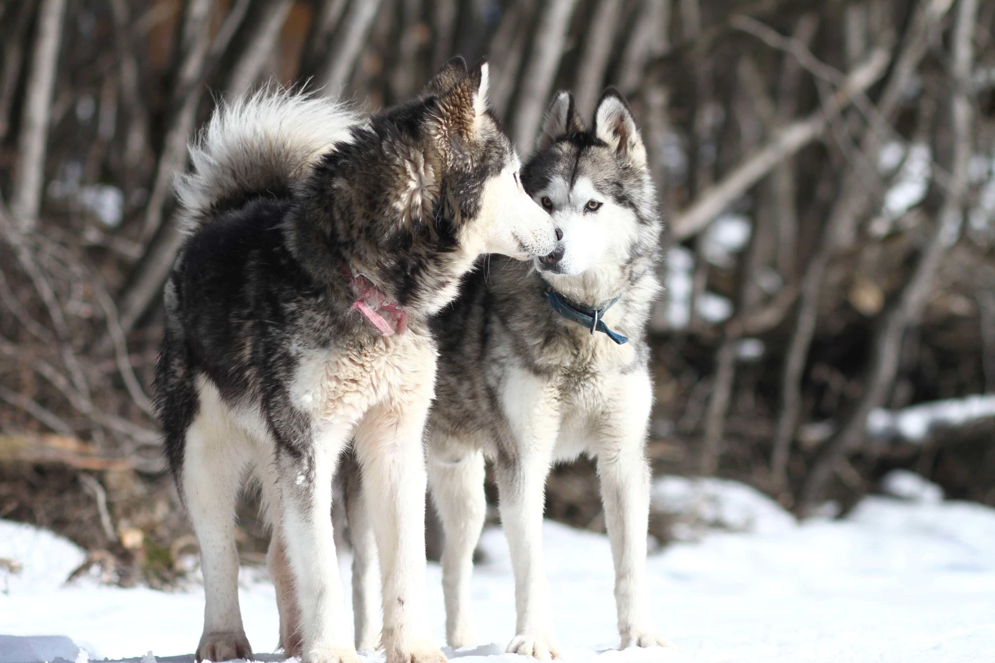 Abrazo Husky y trineo con perros