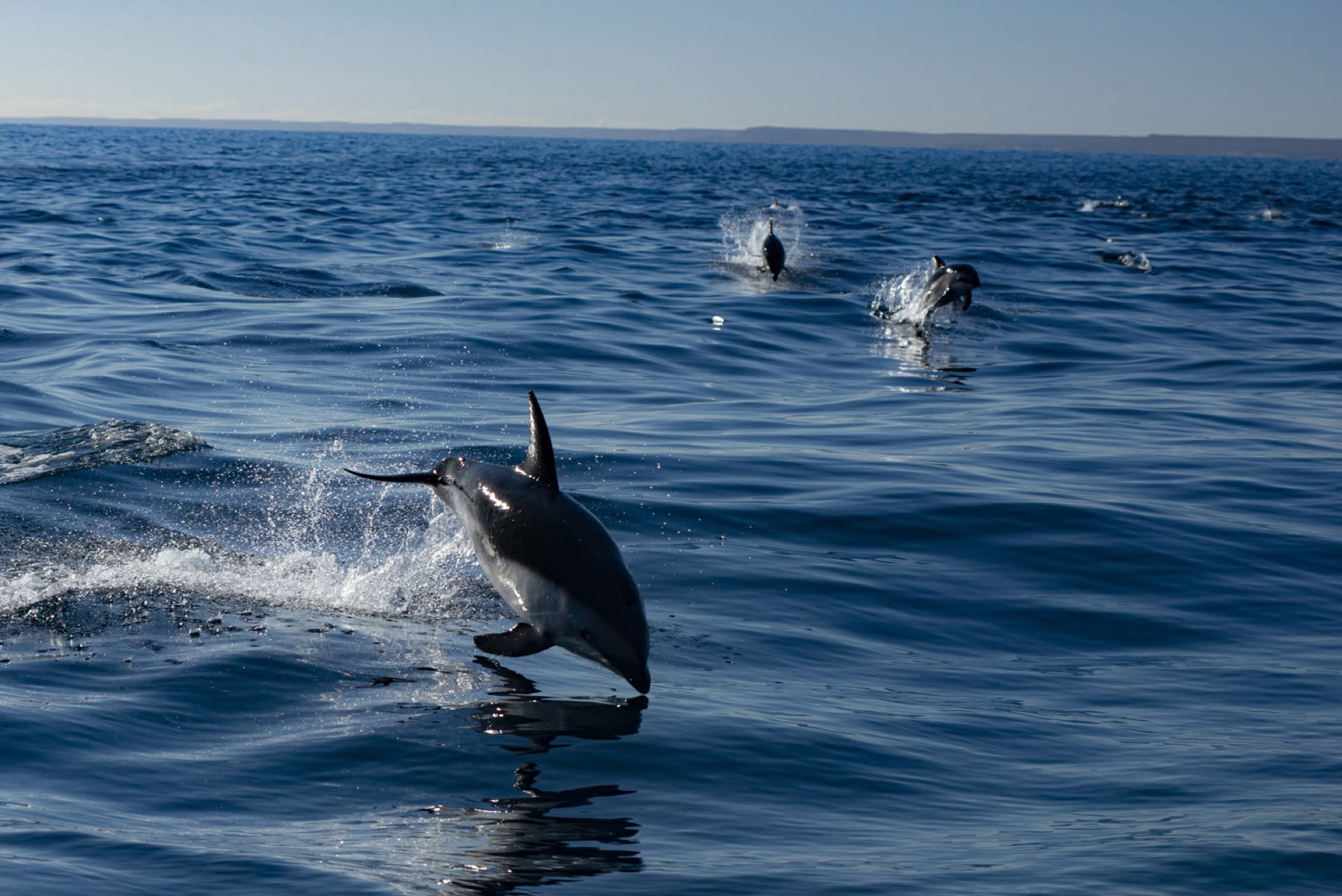 Encuentro natural con delfines oscuros