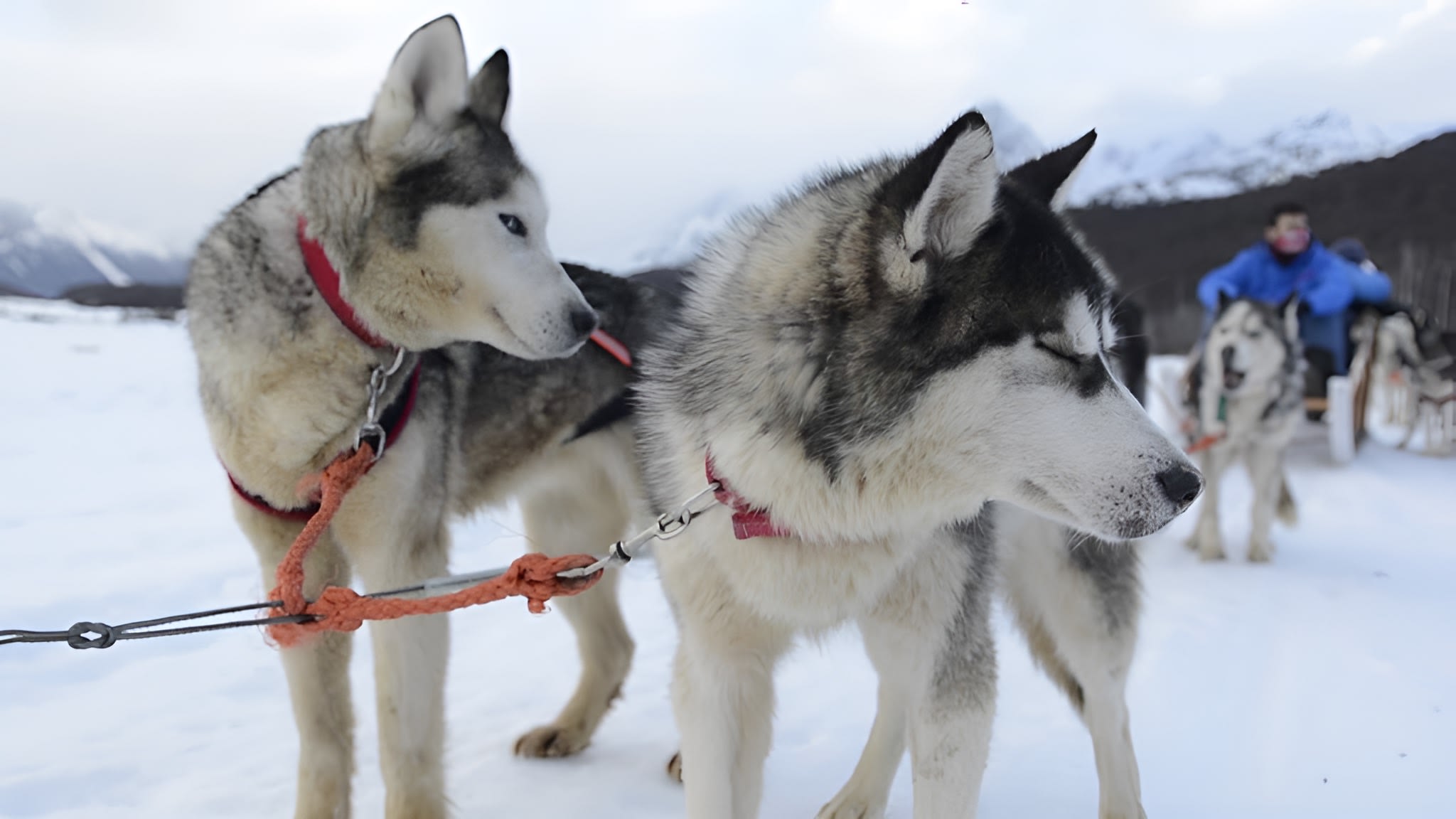 Abrazo Husky y trineo con perros
