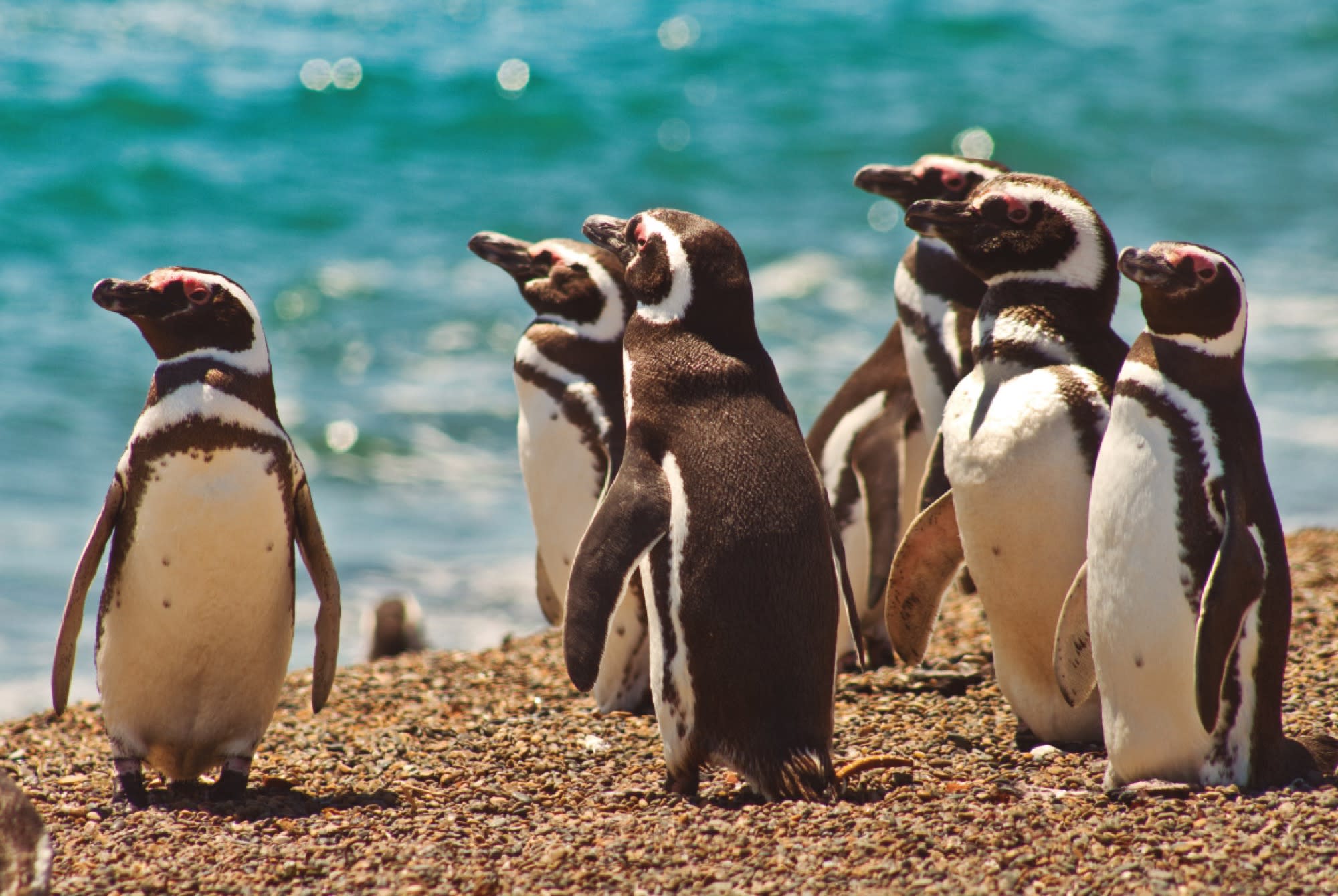 Avistaje de pingüinos en Estancia San Lorenzo