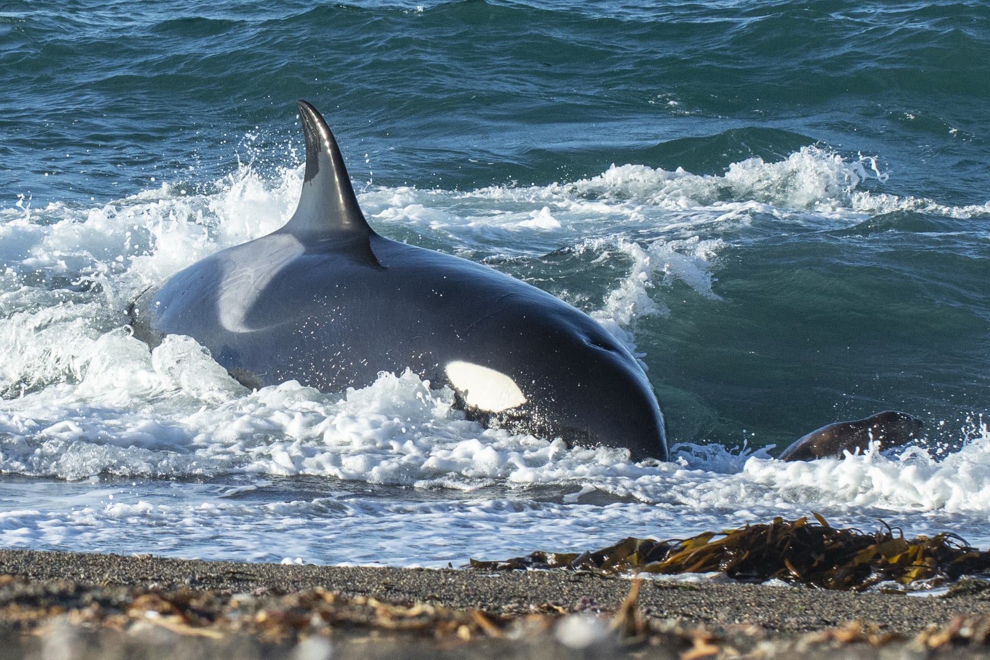 Avistaje de orcas (según la época del año)
