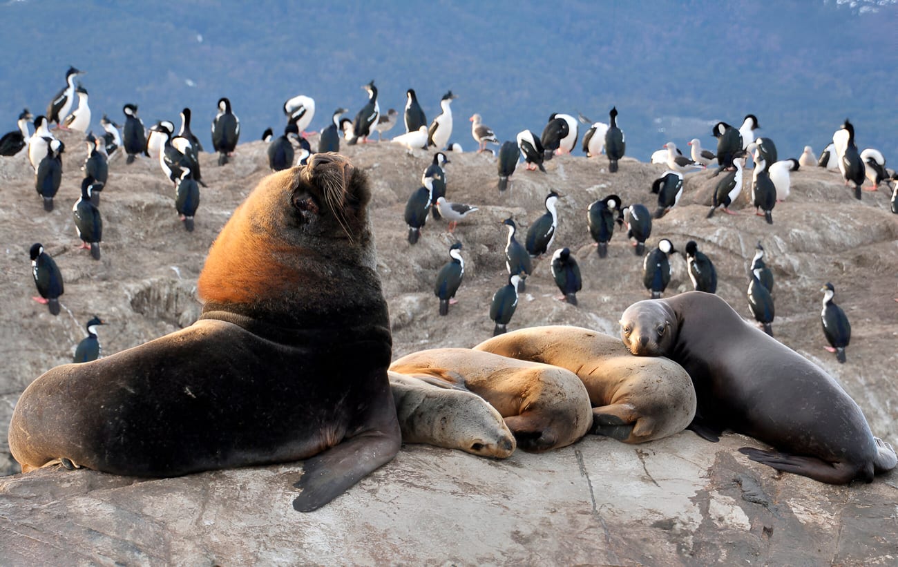 Visita à Ilha dos Pássaros e à Ilha dos Lobos