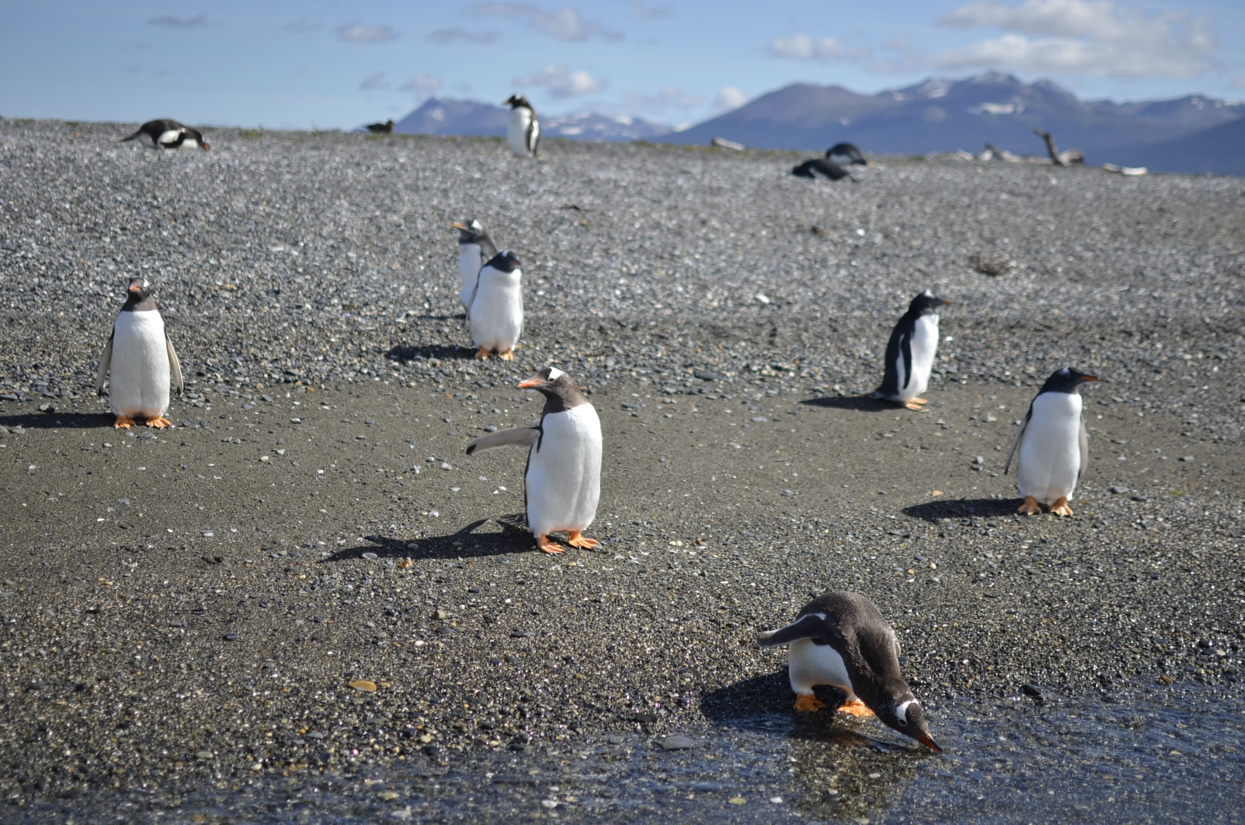 Avistaje de pingüinos en Isla Martillo
