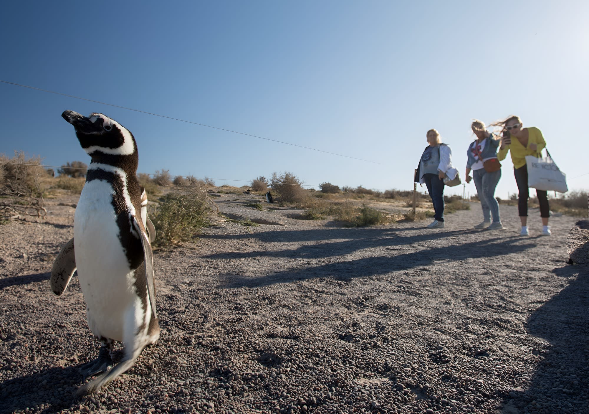 Caminata de 1.5/2 km entre pingüinos en Punta Tombo