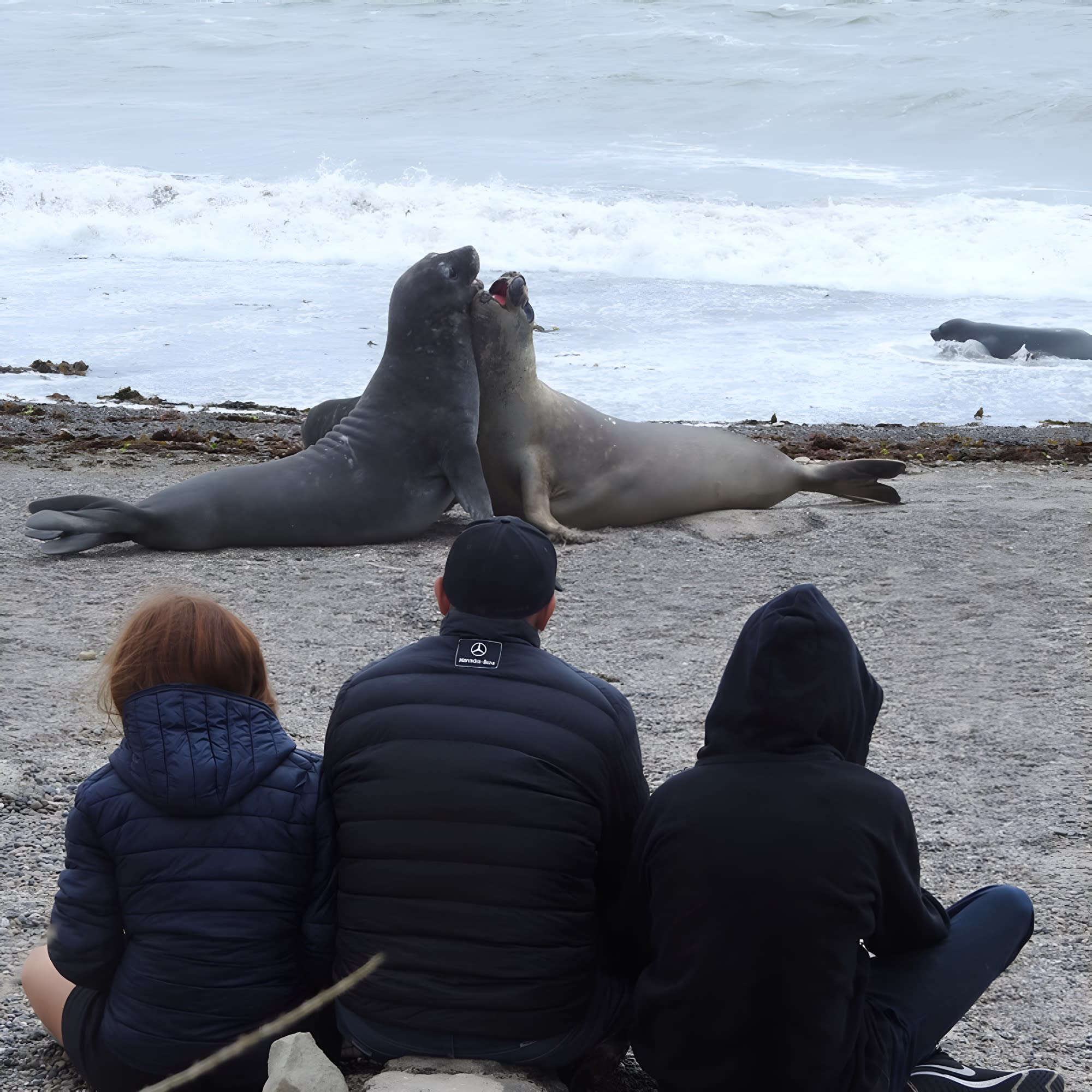Observación de elefantes marinos en Isla Escondida