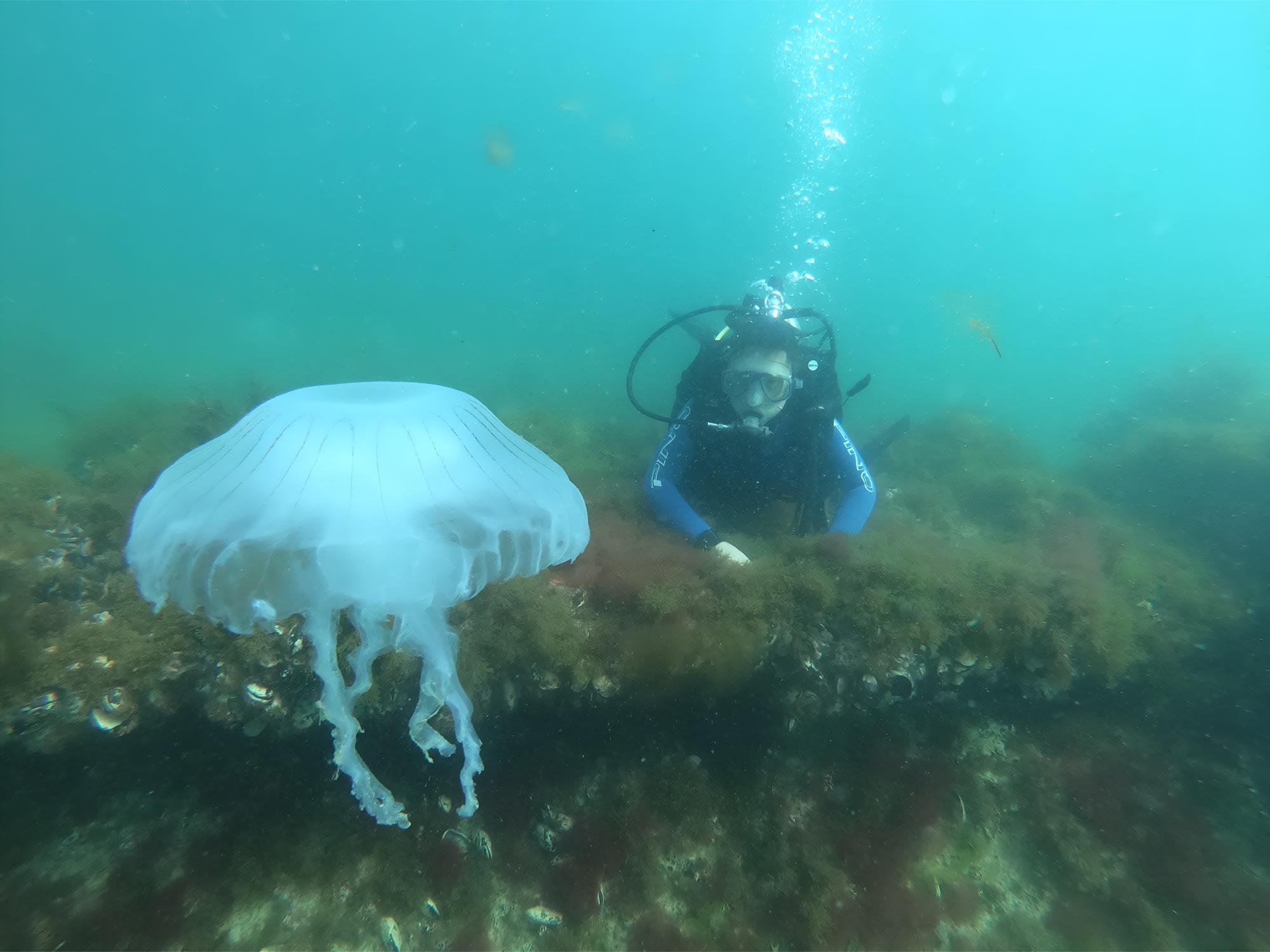 Buceo de hasta 40 minutos en el Golfo Nuevo