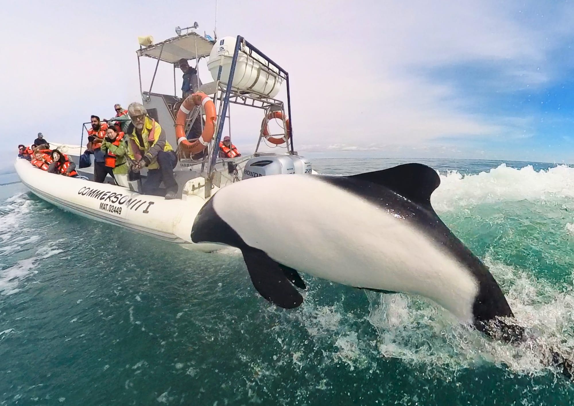 Spectacular jumps alongside the boat