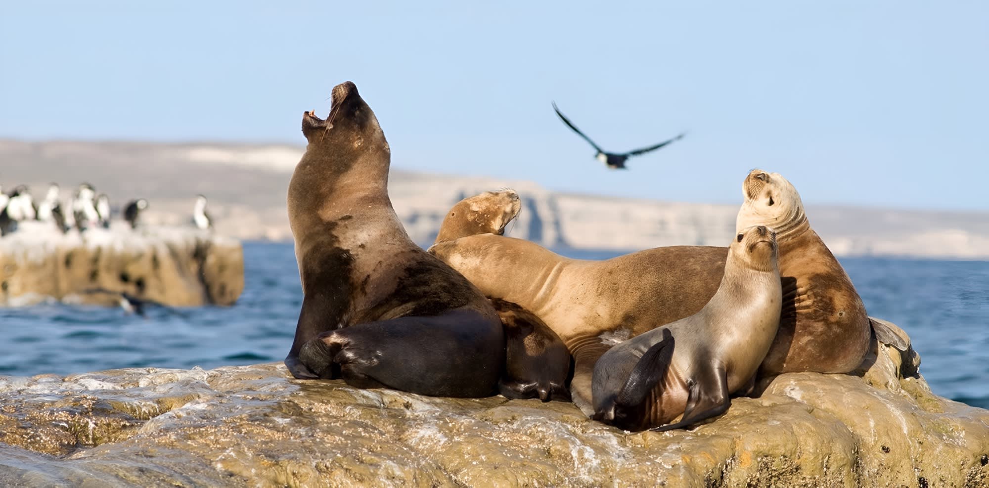Visita a Punta Norte y avistaje de lobos marinos