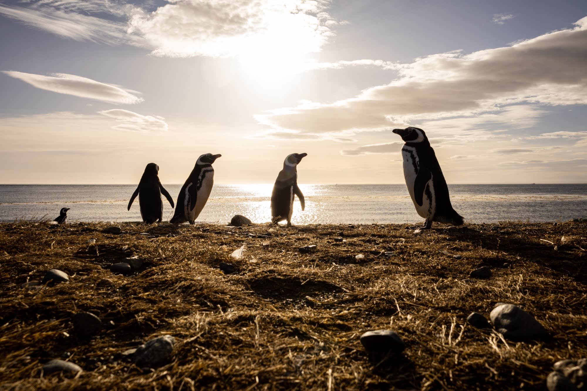 Visita a Punta Cantor y avistaje de pingüinos