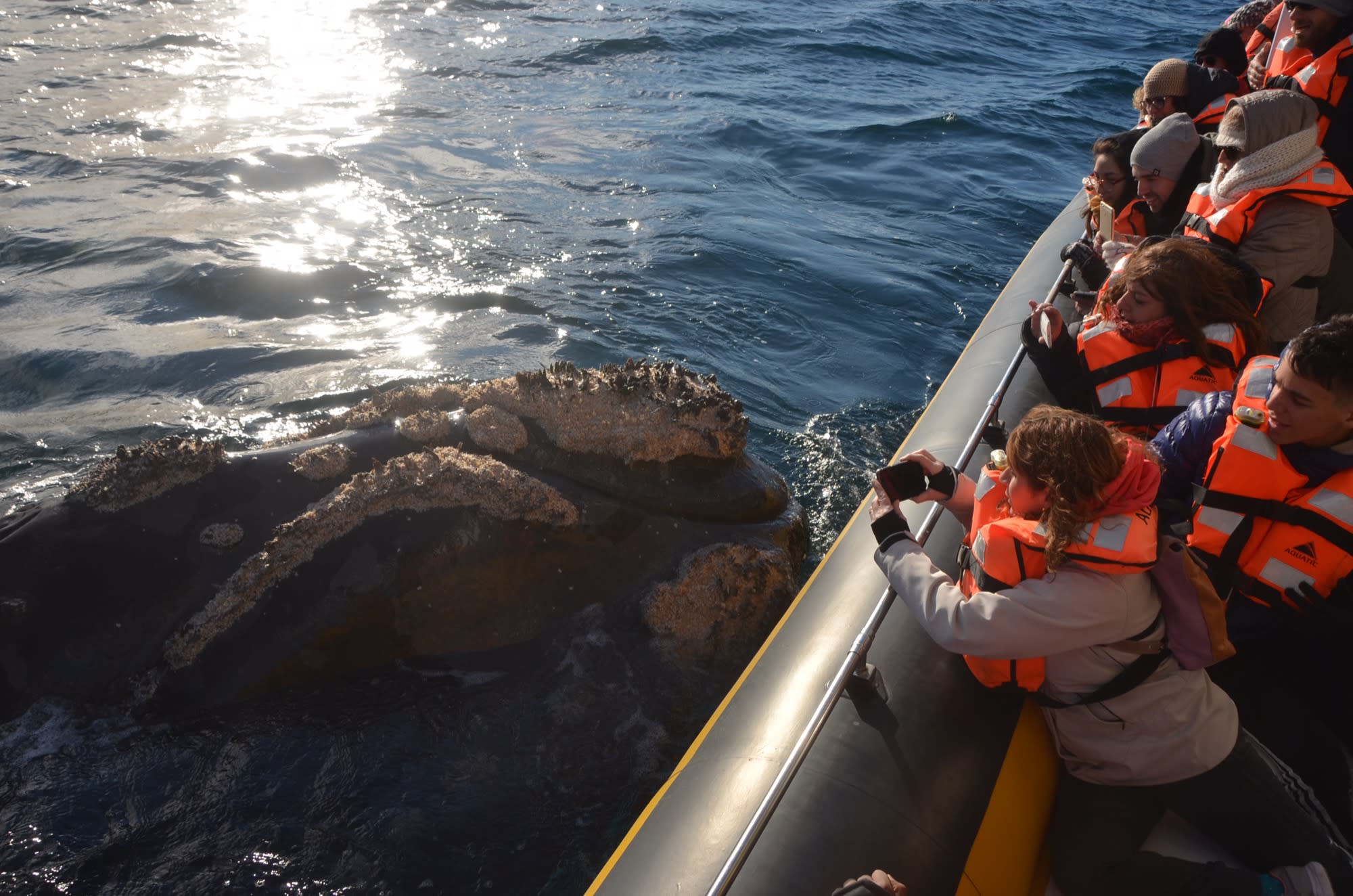 Observación de ballenas desde bote semirrígido
