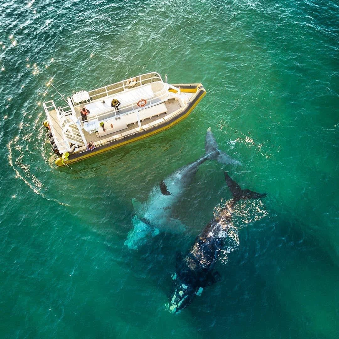 Avistaje de ballenas embarcado
