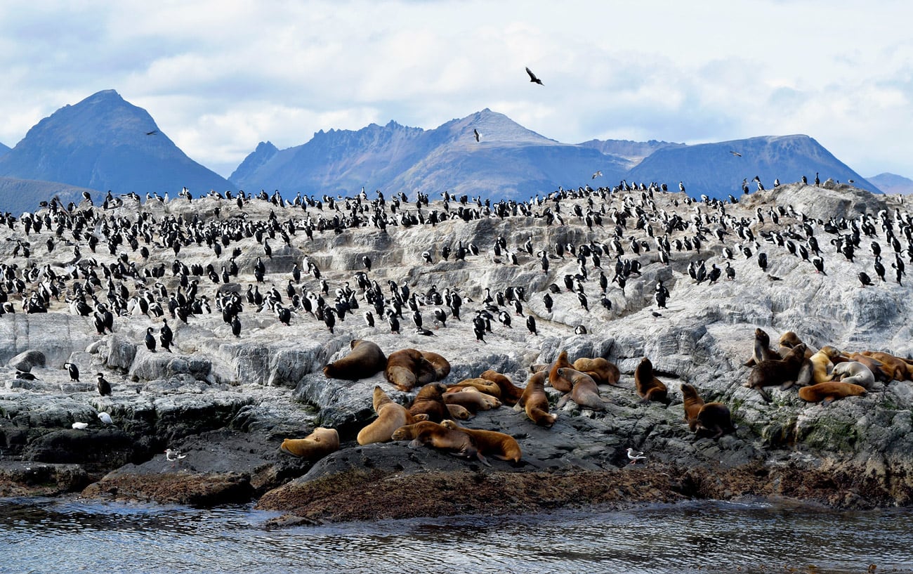 Visita a Isla de los Pájaros y de los Lobos