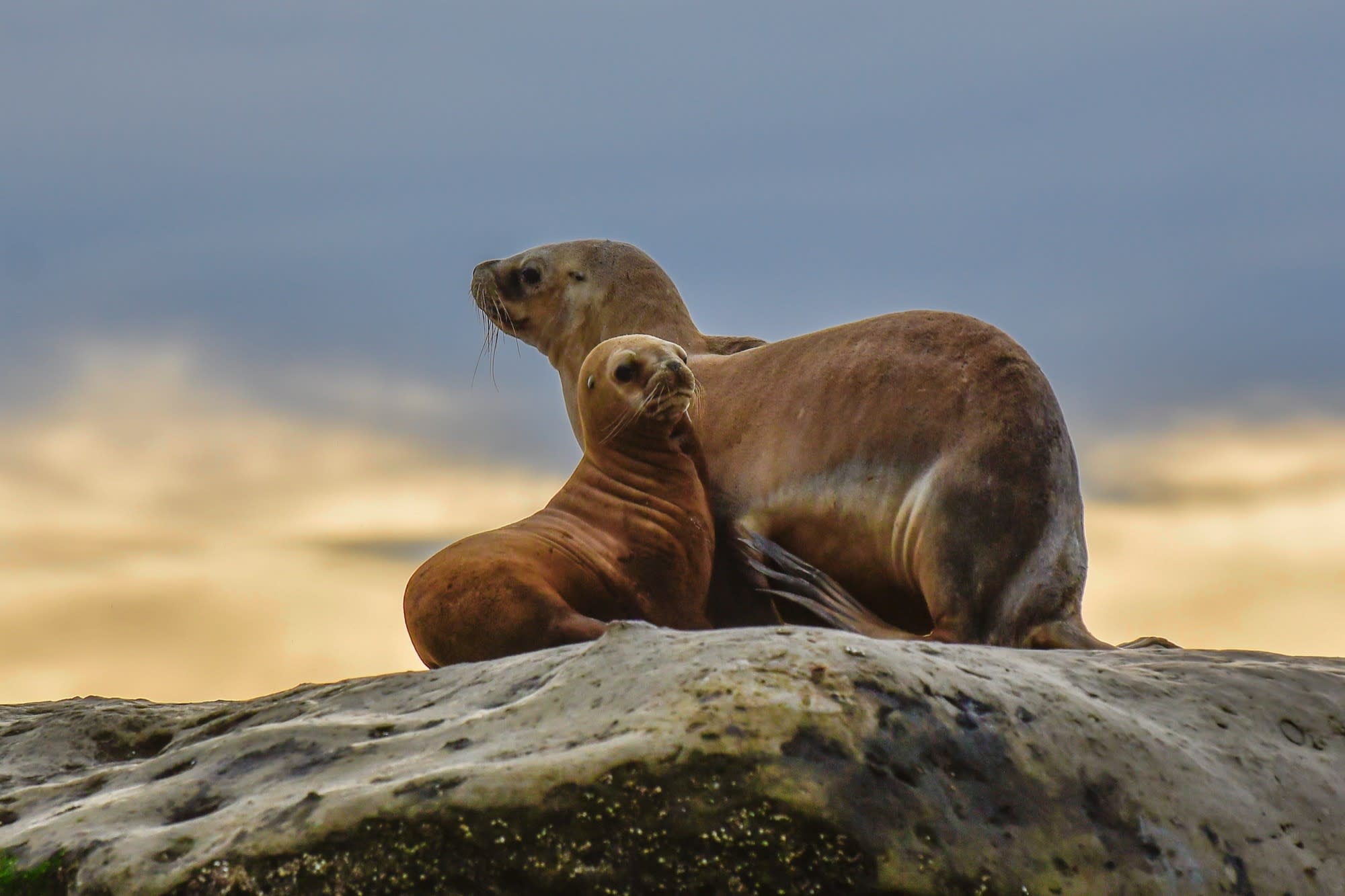Observación de fauna nativa en su hábitat según la época