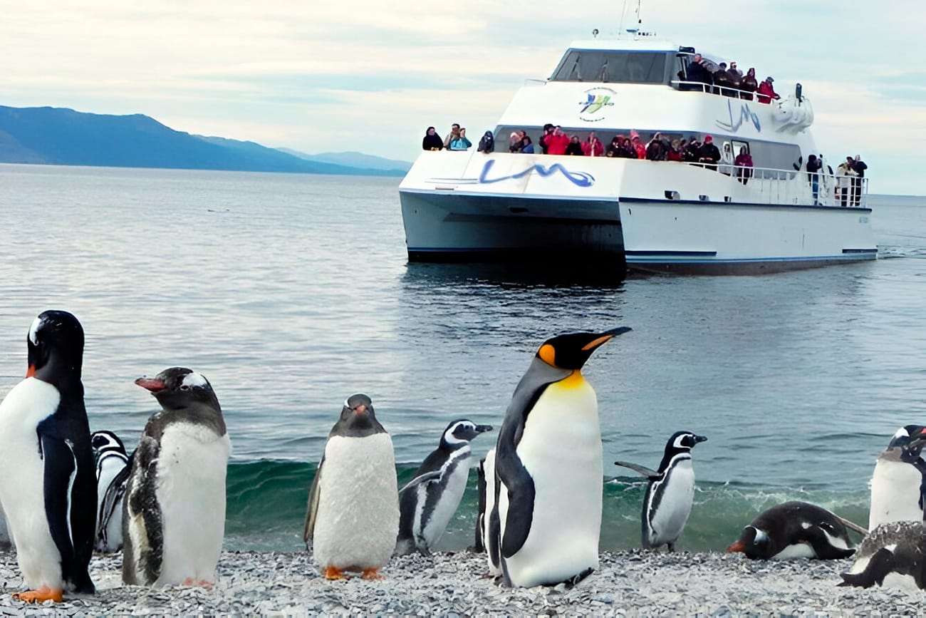 Avistaje de pingüinos en Isla Martillo