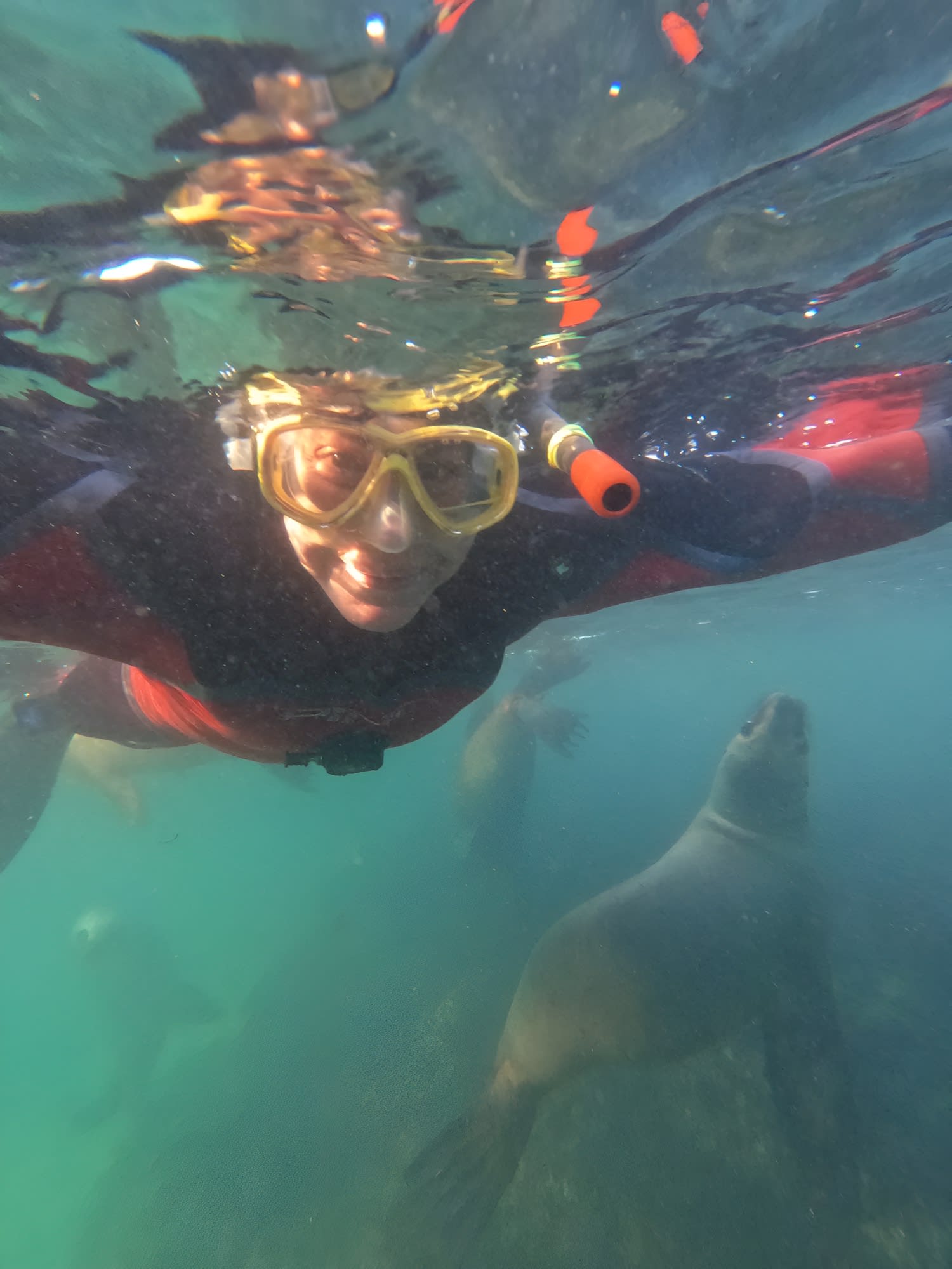 Snorkel junto a lobos marinos en Punta Loma