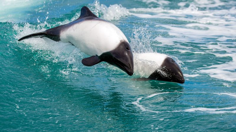 Natural encounter with patagonian dolphins