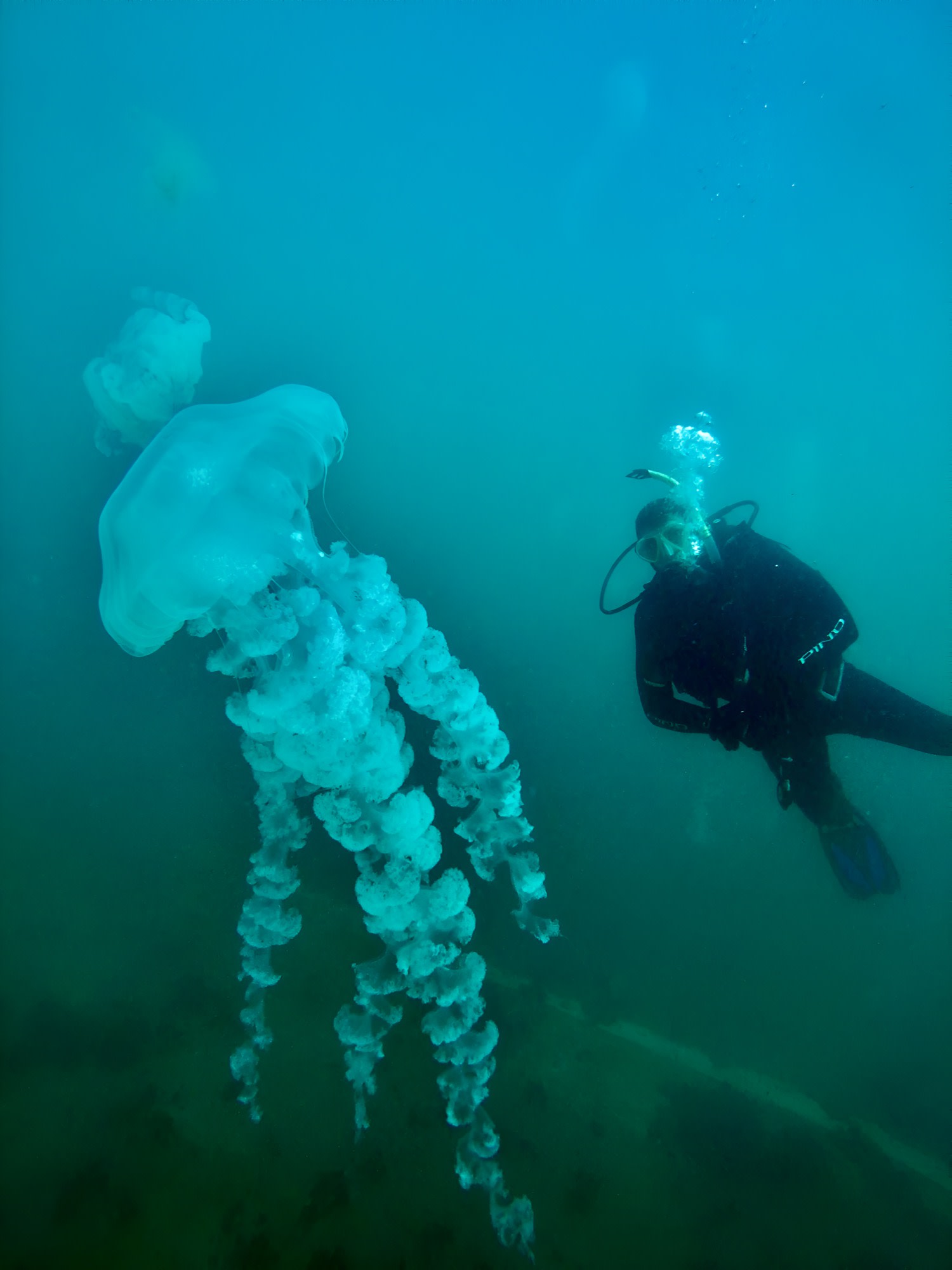 Buceo para Principiantes en Puerto Madryn