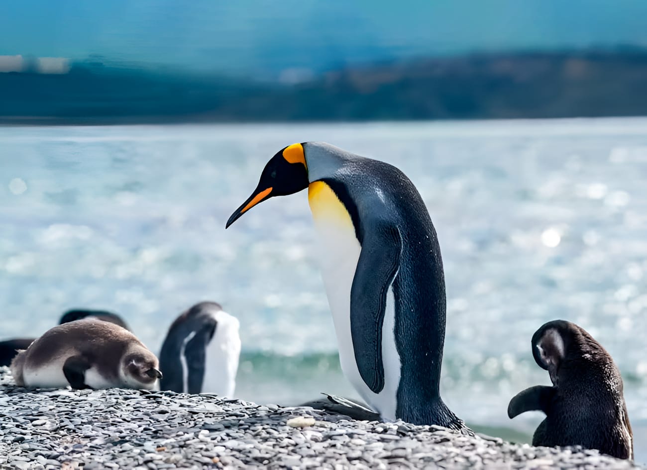 Navegación Larga: Lobos, Faro y Pingüinos