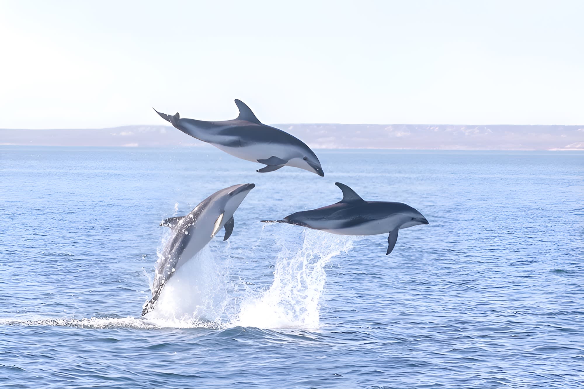 Navegación con Delfines Oscuros