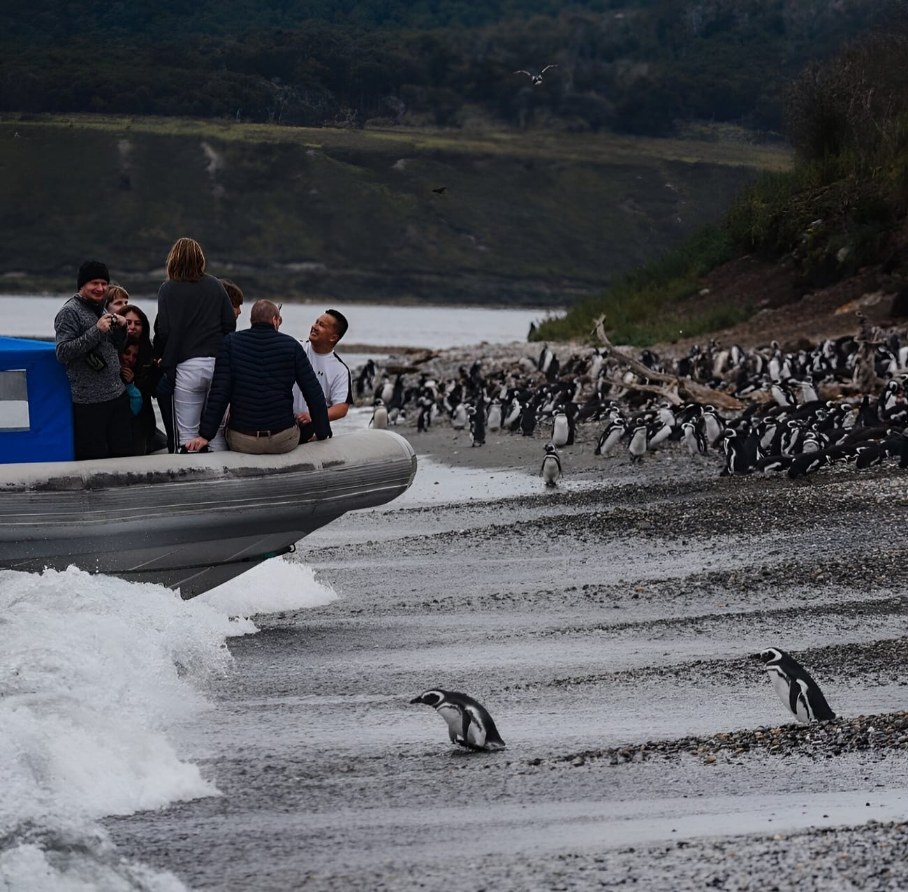 Puerto Almanza y Pingüinera