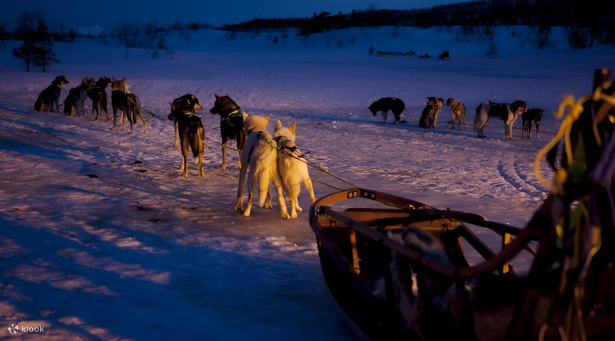 Noche Andina: Trineos y Nieve