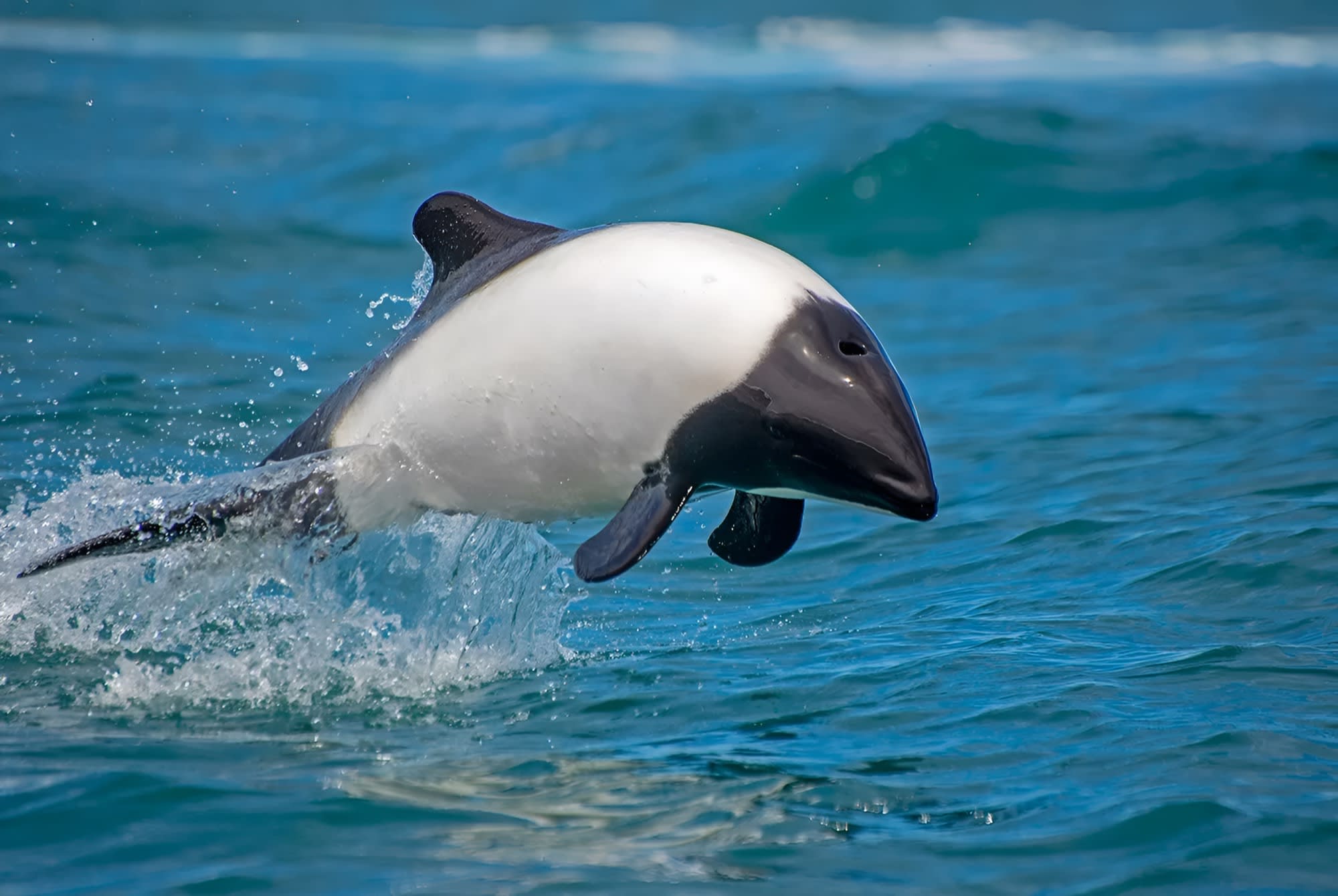Submarine Dolphin Boat Tour