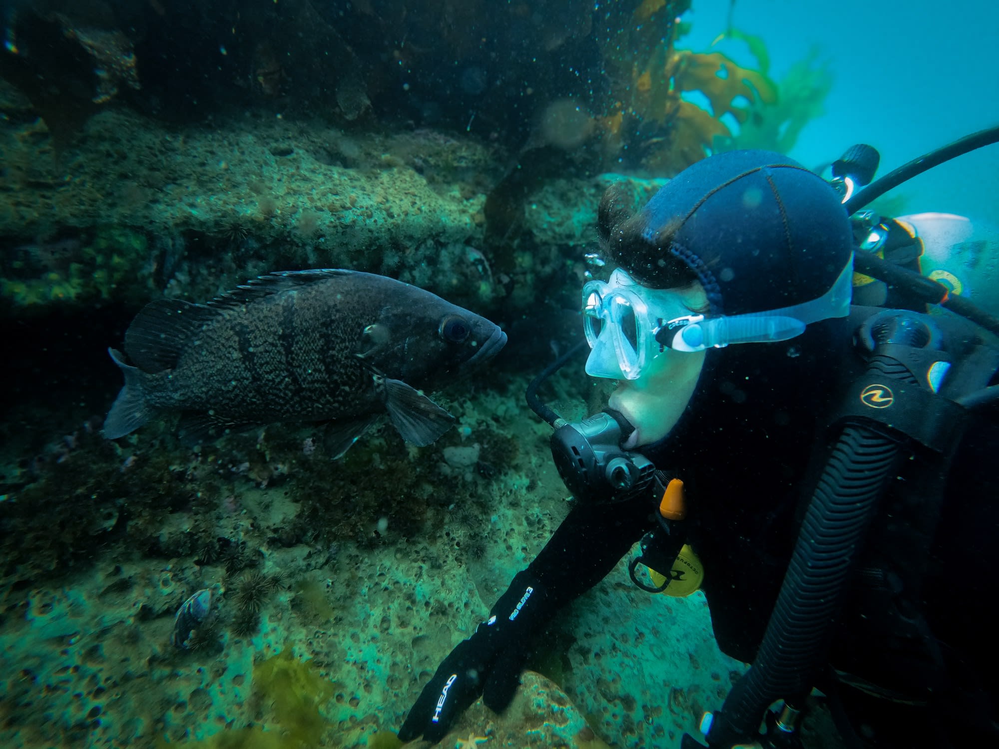 Buceo para Principiantes en Puerto Madryn