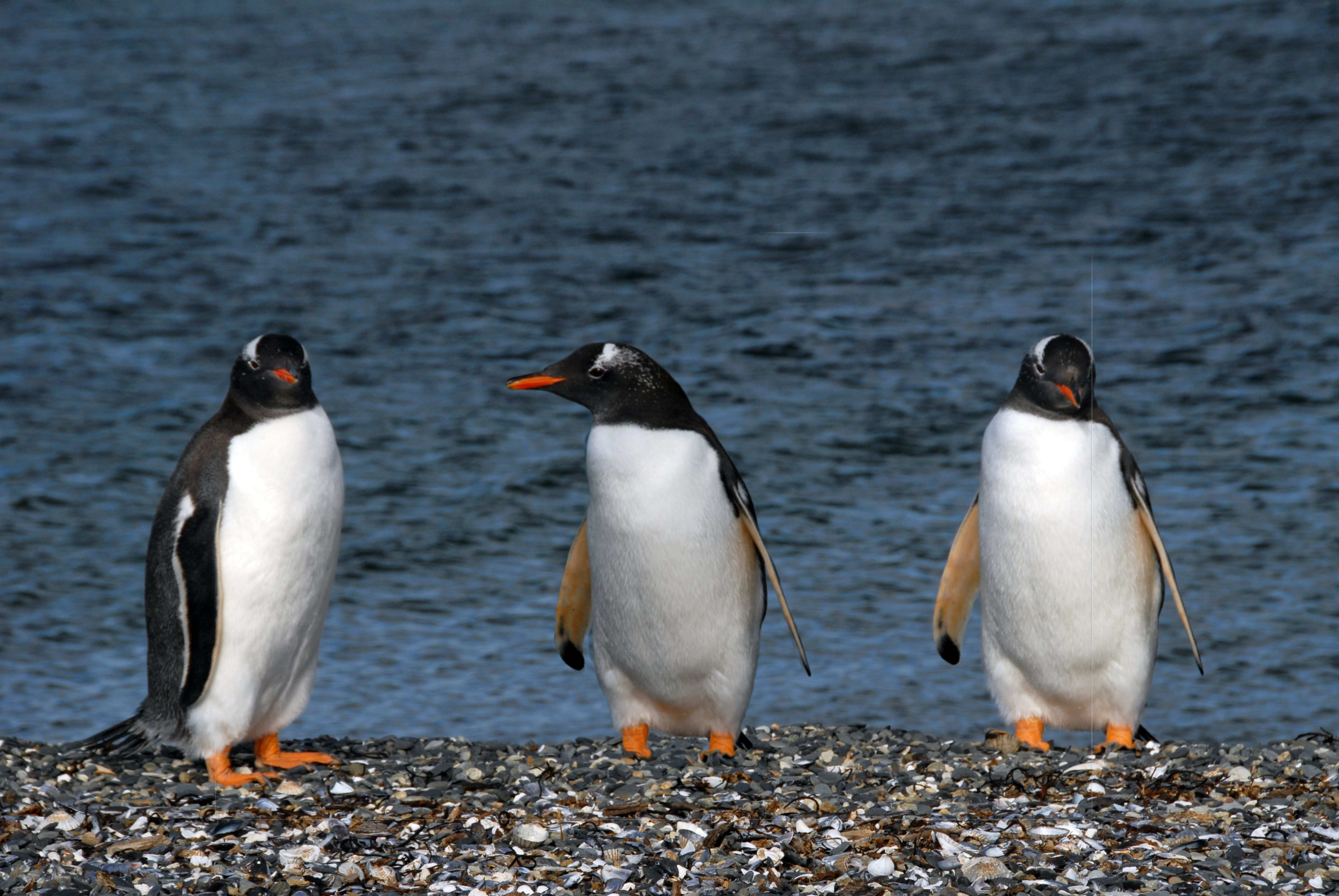 Isla Gable: Pingüinos y Canoas