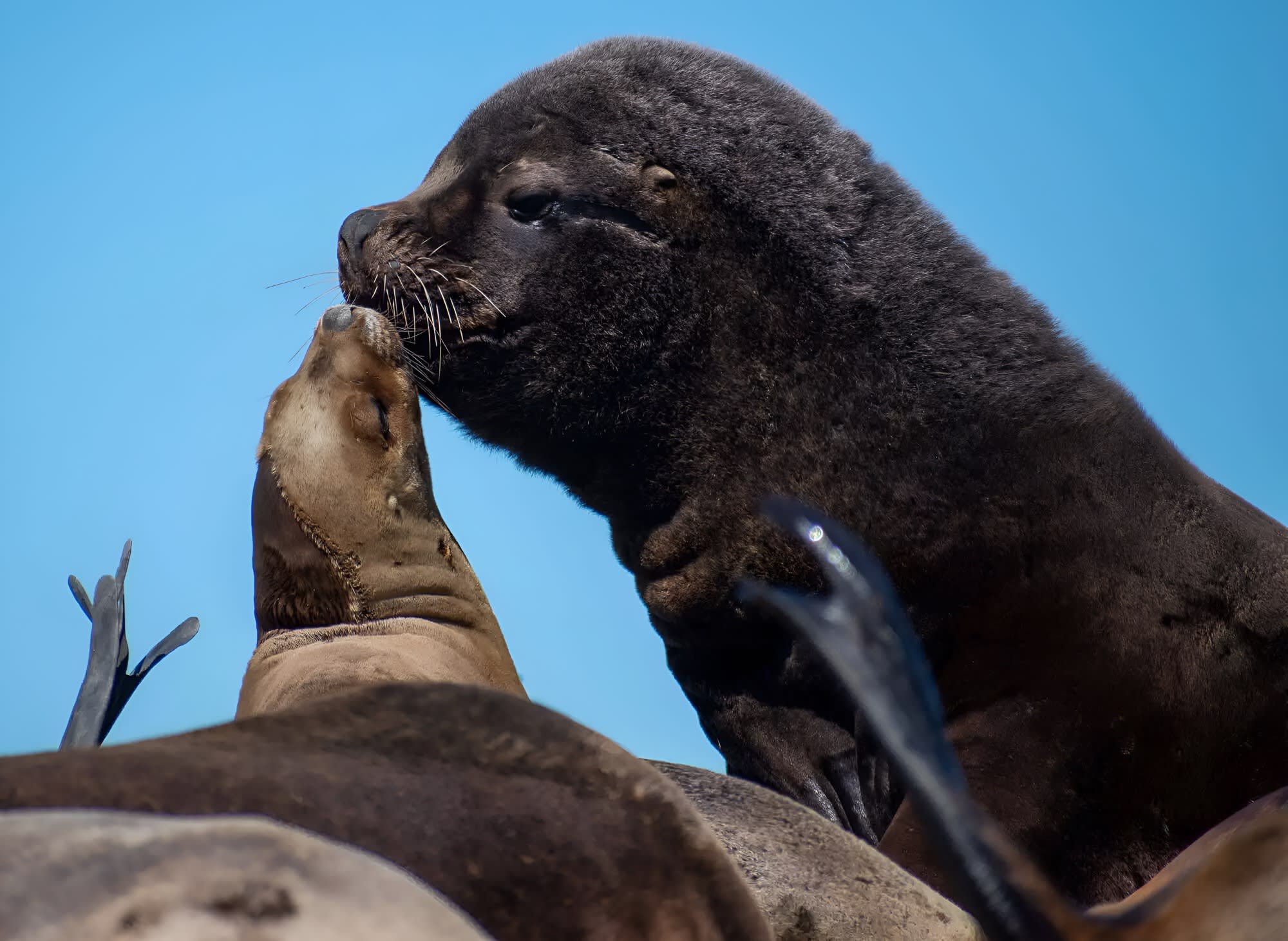 Avistaje de Ballenas Francas Australes