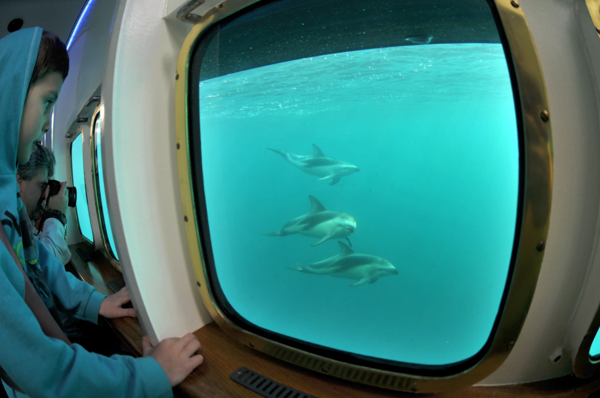 Avistaje Submarino de Ballenas