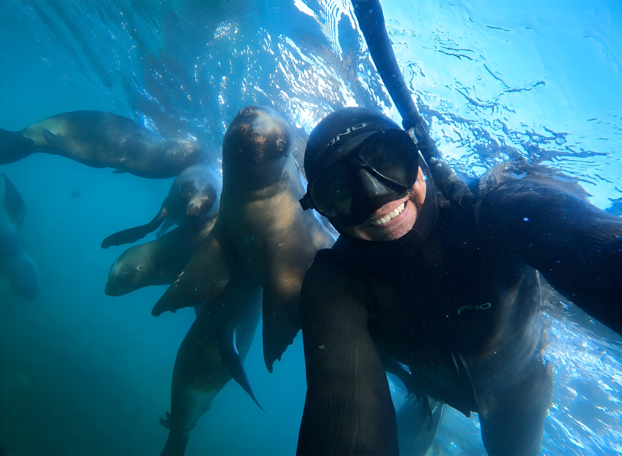 Snorkeling con Lobos Marinos en Punta Loma