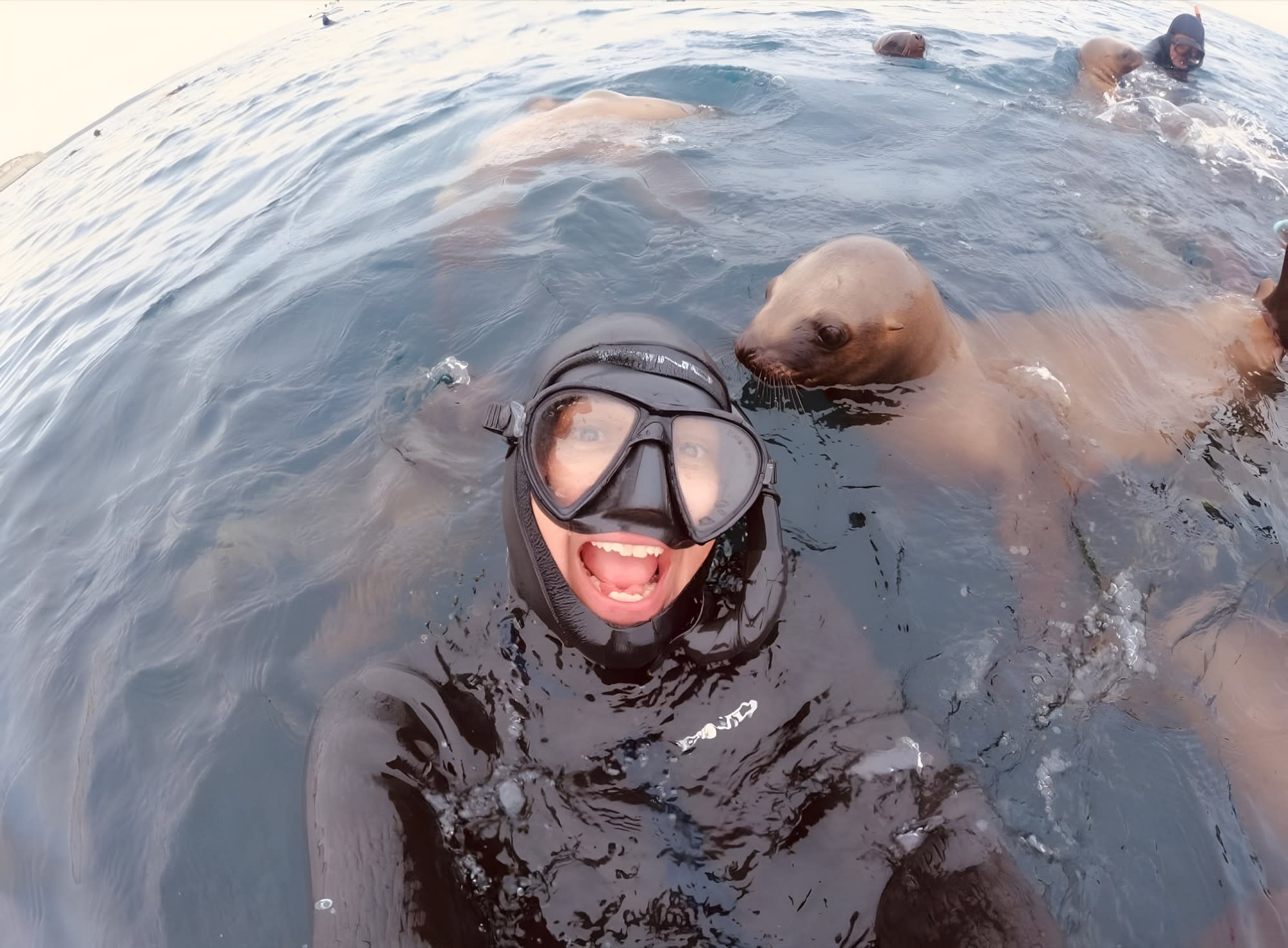 Snorkeling con Lobos Marinos en Punta Loma